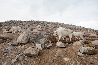 Sheep grazing on rock against sky