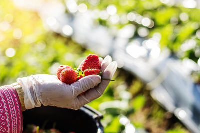 Close-up of hand holding strawberries