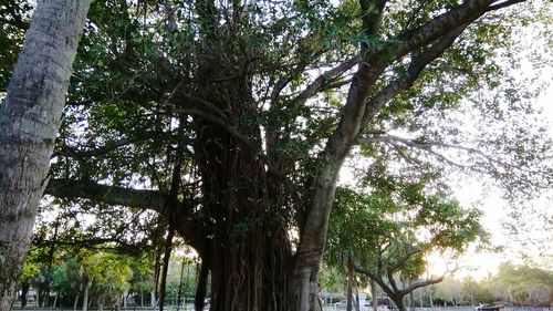 Low angle view of trees against sky