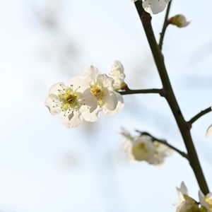 Close-up of white cherry blossoms in spring