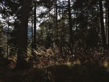 View of trees in forest