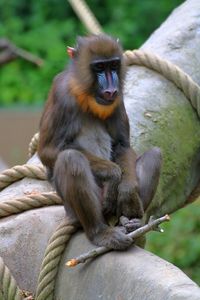 Monkey sitting on tree trunk in zoo