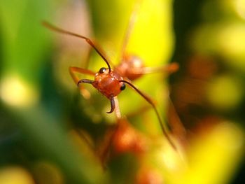 Close-up of insect