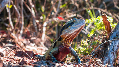 Close-up of lizard on land