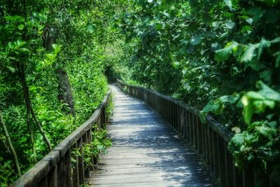 Road passing through forest