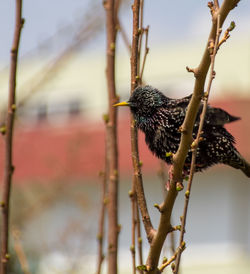 Close-up of bird perching on branch