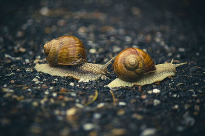 Close-up of snail on land