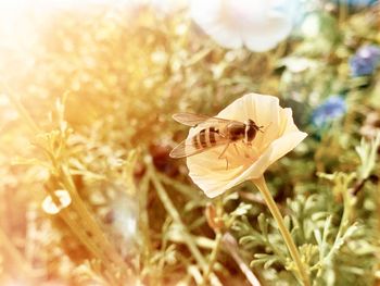 Close-up of yellow flower on field