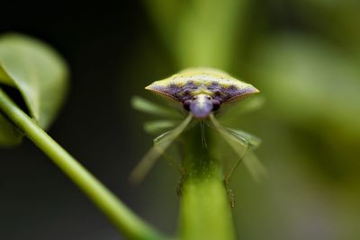 Close-up of insect on plant