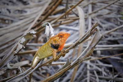 Close-up of dry leaf on branch