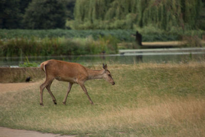 Deer grazing on grassy field