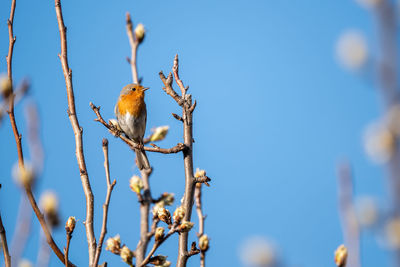 Low angle view of bird perching on branch against blue sky