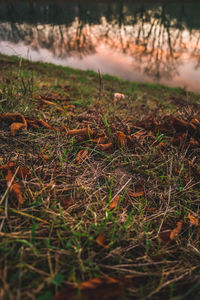 Close-up of grass on field by lake