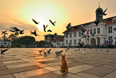 View of birds in city