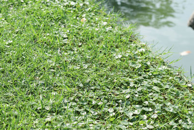 Close-up of plants growing on field