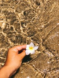 Close-up of cropped hand holding flower at beach on sunny day