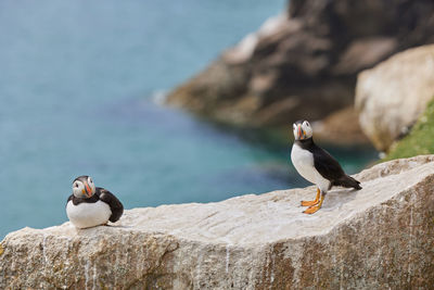 Puffin standing on a rock cliff . fratercula arctica 