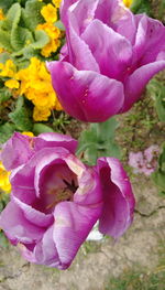 High angle view of pink rose flower