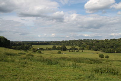 Scenic view of field against sky