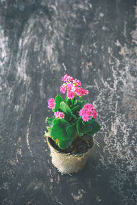 High angle view of pink flower pot on plant