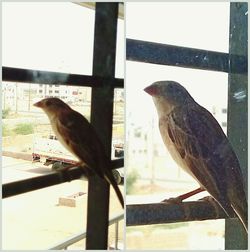 Bird perching on wall