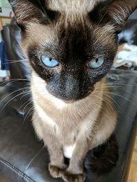 Close-up portrait of cat sitting on floor