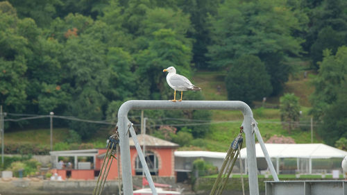 Bird perching on railing