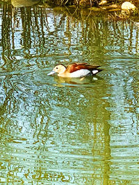 Duck swimming in lake