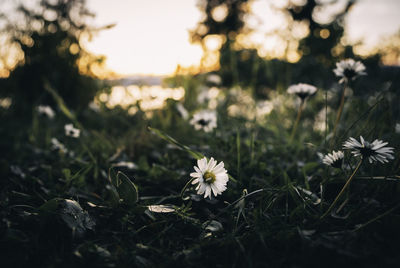 Close-up of flowering plants on field