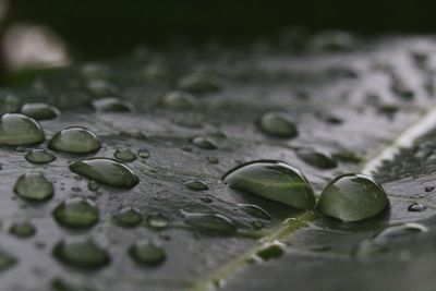 Close-up of raindrops on leaves