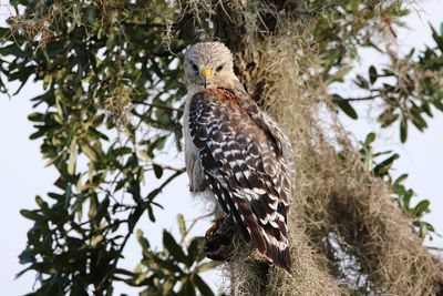 Low angle view of eagle perching on tree