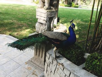 Peacock on grass