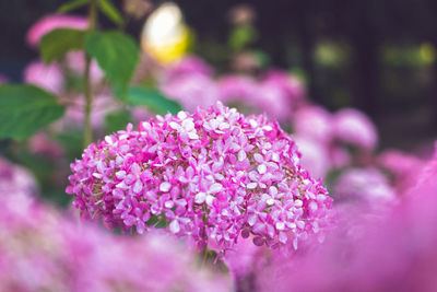 Close-up of pink flowering plant