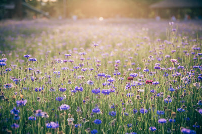 Close-up of purple flowering plants on field