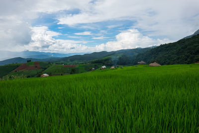 Scenic view of agricultural field against sky