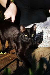 Portrait of cat sitting outdoors