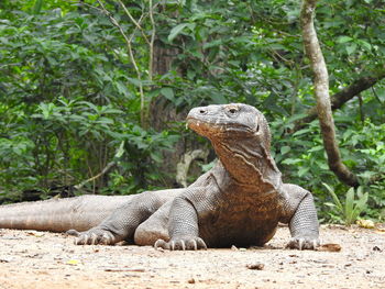 View of a lizard on land