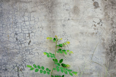 Close-up of plant against wall