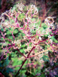 Close-up of plants