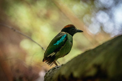 Close-up of bird perching on a tree