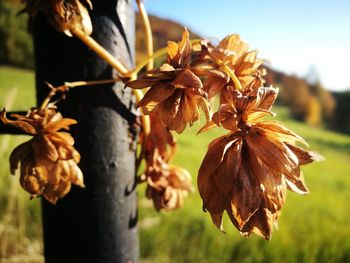 Close-up of wilted plant