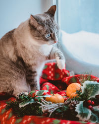 The cat sits and raises its paw in winter at the snow-covered window. 