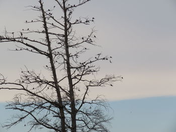 Low angle view of bare tree against clear sky