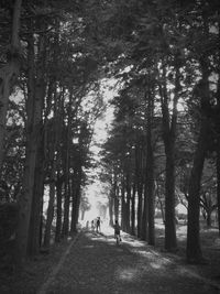 Footpath in forest