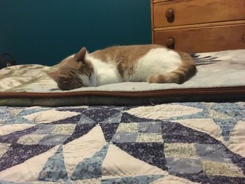 Cat sleeping on bed