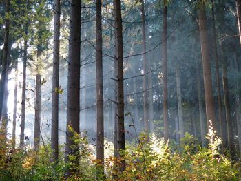 Trees in forest against sky