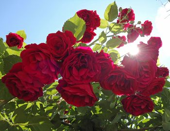 Close-up of red rose blooming in garden