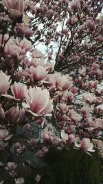 Close-up of pink flowers on tree