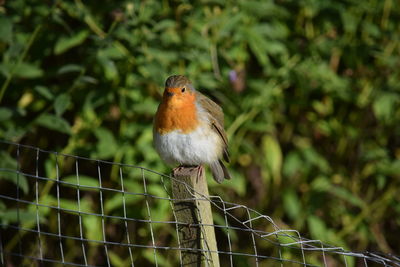 Close-up of bird perching outdoors