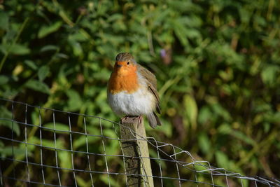 Close-up of bird perching on fence